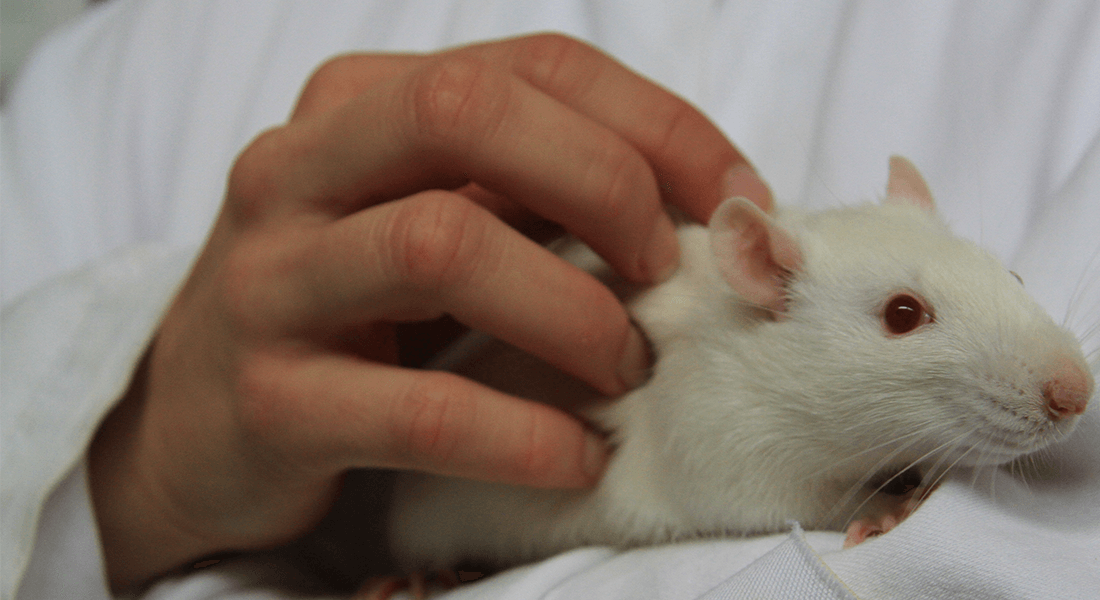 Continuing Education within laboratory animal science and comparative medicin